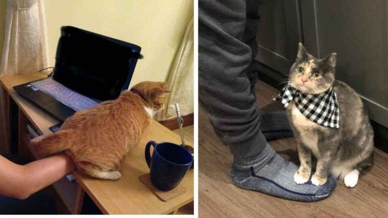 Это не кот живет у вас — это вы живете у кота.