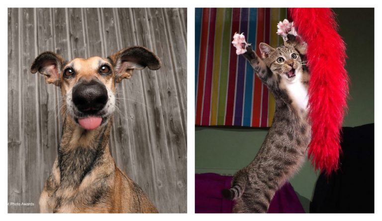 Лучшие фото смешных домашних животных — финалисты Comedy Pet Photo Awards