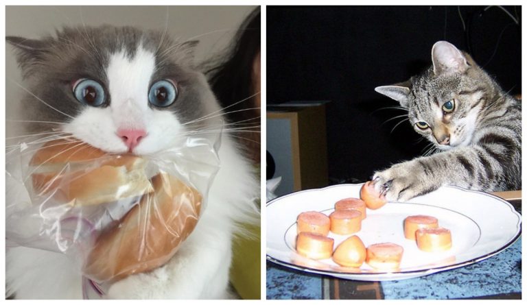 Отдай мою сосиску! Котики, которые хотели полакомиться, но были пойманы на месте преступления