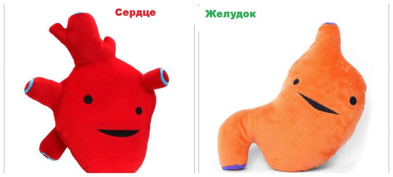 Сердце, печень, глаз, простата — налетай играть, ребята! Игрушки в виде внутренних органов стали хитом продаж!