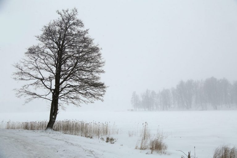Европейские синоптики рассказали, какой будет зима в Латвии