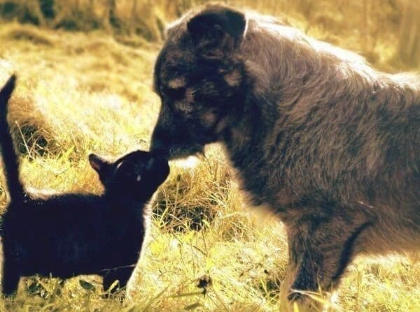 Как кошка с собакой… дружат? (20 фото)