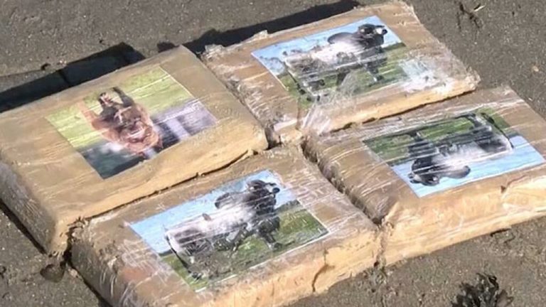 На пляж в Нидерландах выбросило 300 пакетов кокаина, за ними «охотятся» местные жители