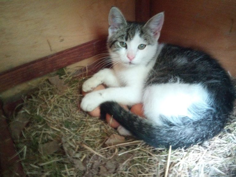Котики, которые прекрасно устроятся и без лежанки, и даже без коробки