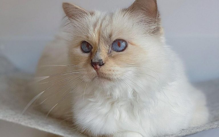 Кошка дизайнера Лагерфельда выпустила свою коллекцию мебели (ВИДЕО)