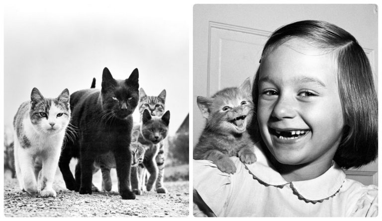 Так вот кто сделал котиков трендом! Фотограф Уолтер Чандоха, который 70 лет снимал котов.