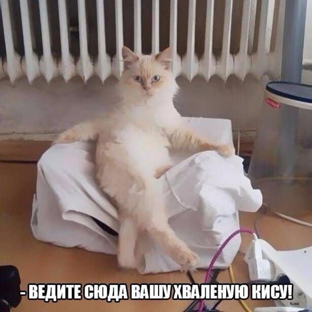 Смешные комментарии, картинки из сети и ведите сюда свою хваленую кису