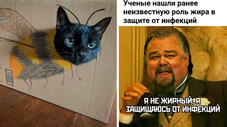 Фото приколы на утро и веселые картинки с надписями