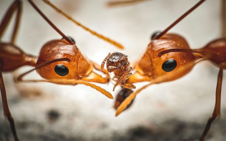 Фото-победители конкурса о жизни насекомых  Luminar Bug Photography Awards, напоминающие фильм ужасов