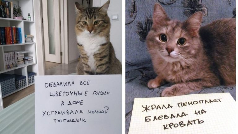 16 пристыженных котов, которые творили какую то дичь и теперь сожалеют. Но это не точно