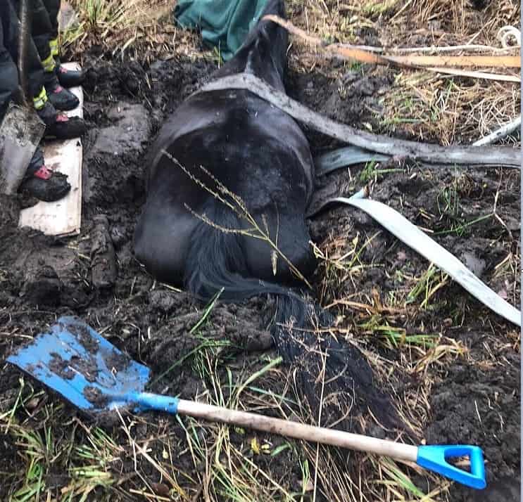 ФОТО и ВИДЕО: под Тукумсом лошадь провалилась по шею в болото