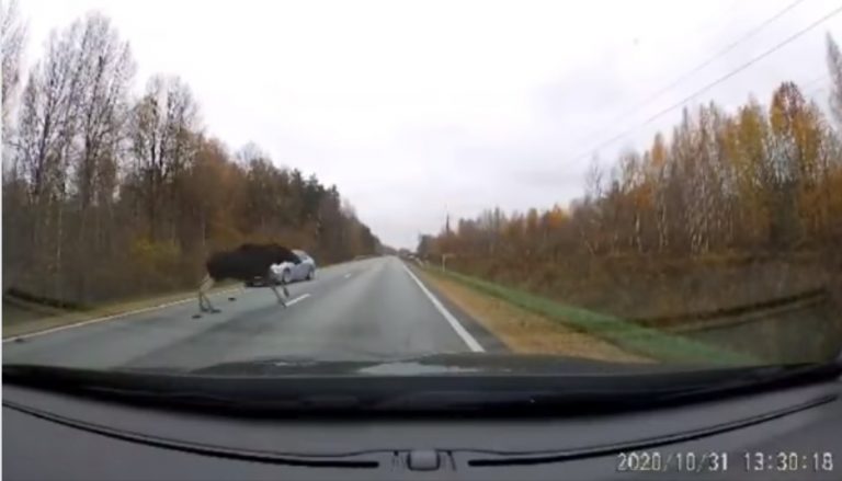 ВИДЕО: лось врезался в Audi на Рижской окружной дороге
