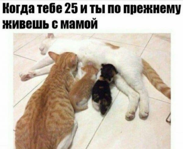 Истории и шутки про «яжматерей» и когда в 25 живешь с мамой
