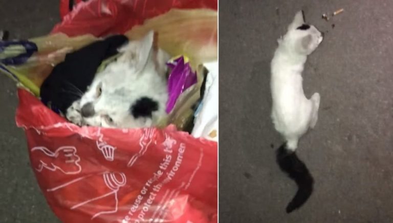 «Люди, вы суки!»: в мусорном баке в Елгаве нашли еле живого котенка (ВИДЕО)