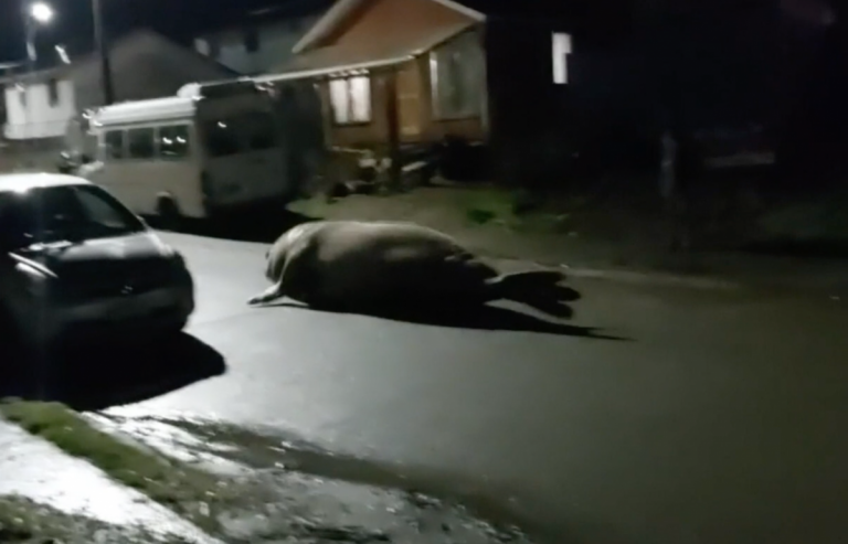 ВИДЕО: в Чили на улицы города вышел двухтонный морской слон. Его вернули в море