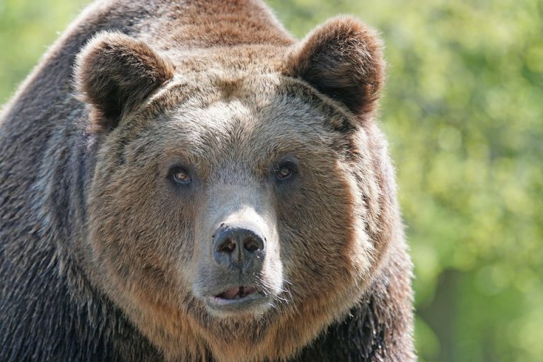 На Аляске пассажирский самолет сбил медведя при посадке