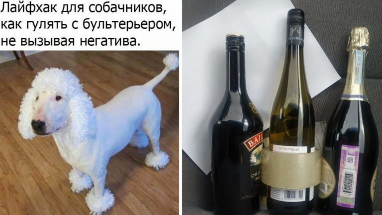 Как спасти ёлку от кота и другие годные советы от пользователей сети