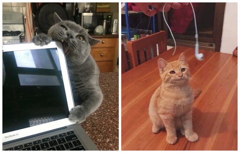 20 фото, доказывающих, что коты те еще негодники!