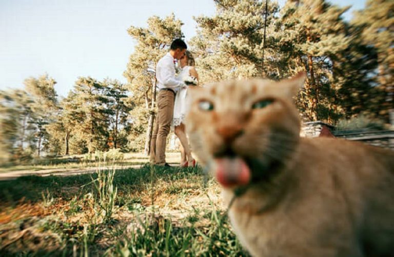 Фотографии, когда наглые коты испортили хороший кадр!