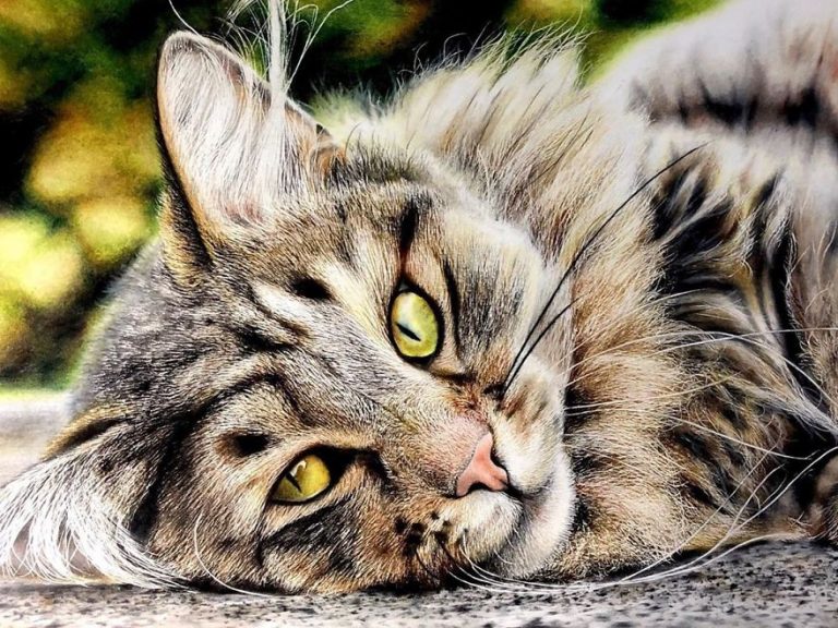 Котики на картинах, которые выглядят реалистичнее настоящих (22 фото)