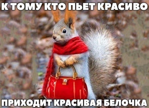Пост алкогольного юмора на выходные и красивая белочка
