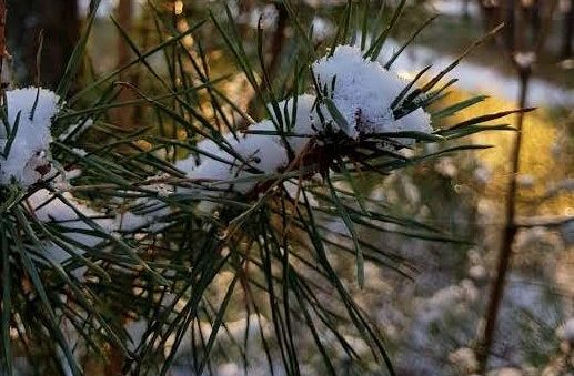 Погода на понедельник: пасмурно, снег, безветрие