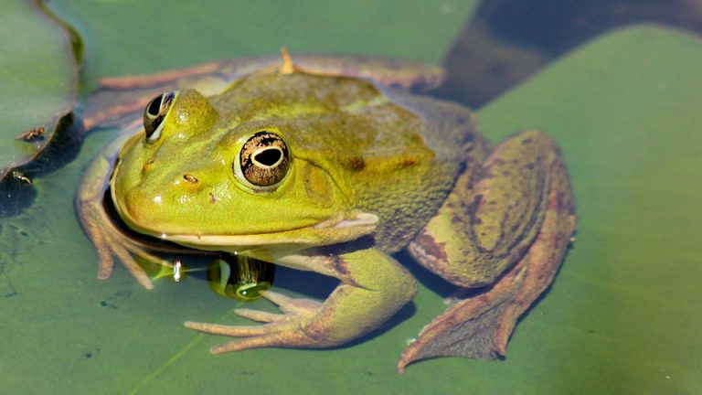 Француз пожаловался на громкоквакающих лягушек, суд встал на его сторону - пруд осушат