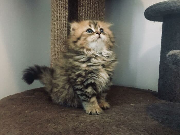 Начни утро с кота (20 пушистых фотографий)
