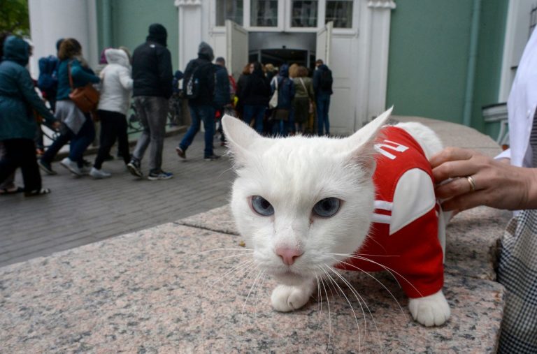 Французский меценат оставил наследство котам Эрмитажа
