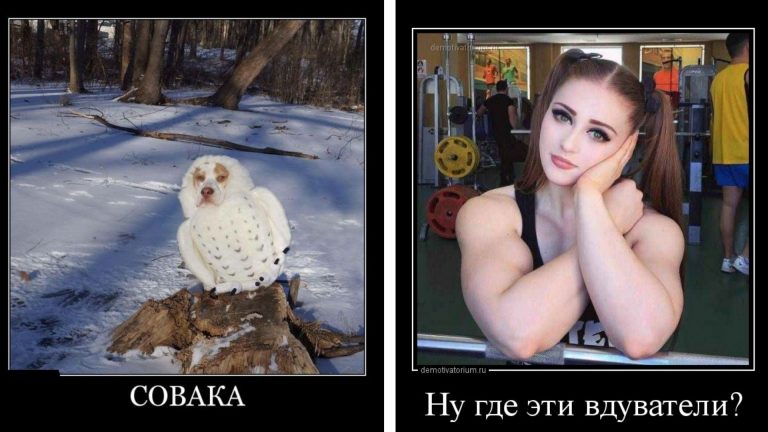 Доза демотиваторов в среду и когда милый тебя боится