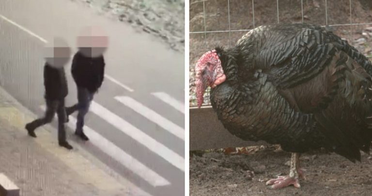 ВИДЕО: пьяные мужчины украли в Иманте индюка и пытали его водкой