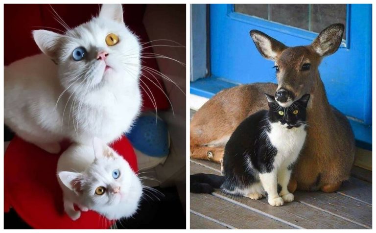 20 невероятно трогательных фото котов со своей историей