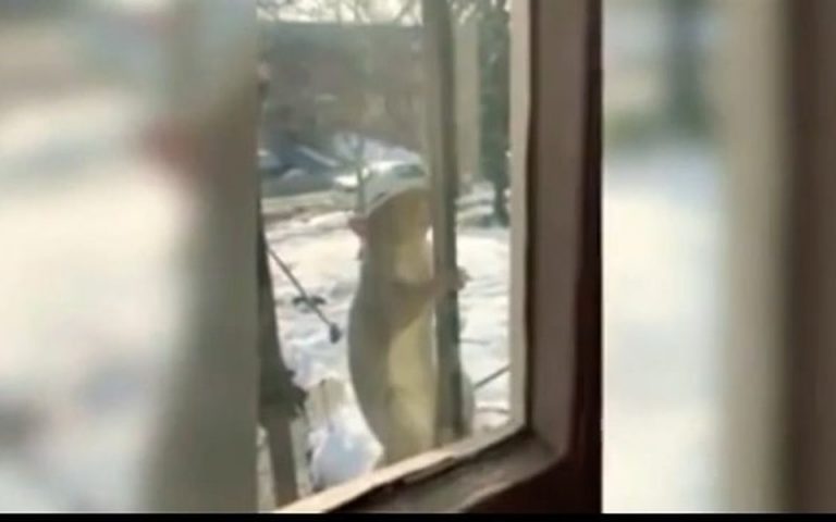 В Нью-Йорке белки неожиданно начали нападать на людей