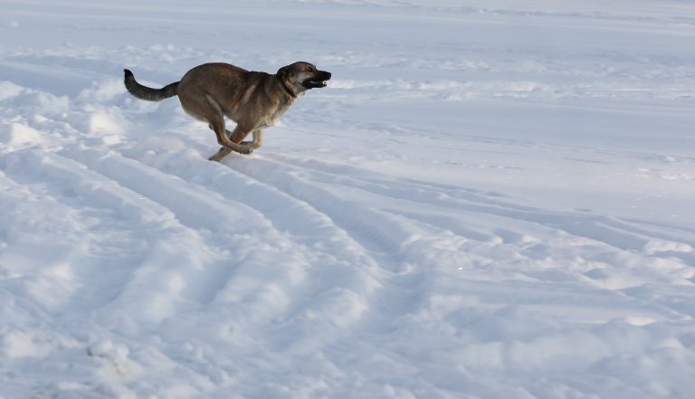 Синоптики: сейчас дожди и +6, а вскоре вновь — снег и похолодание