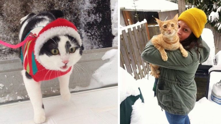 20 котиков, которые впервые увидели снег, и совсем этому не рады