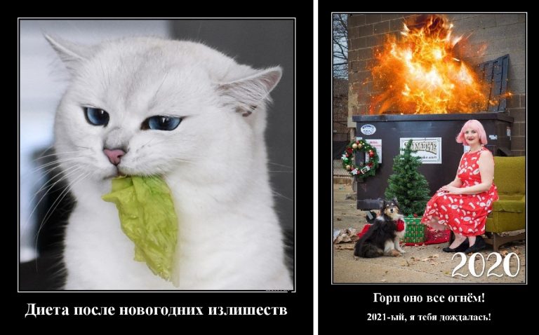 Коты, елки и новый 2021 год в демотиваторах
