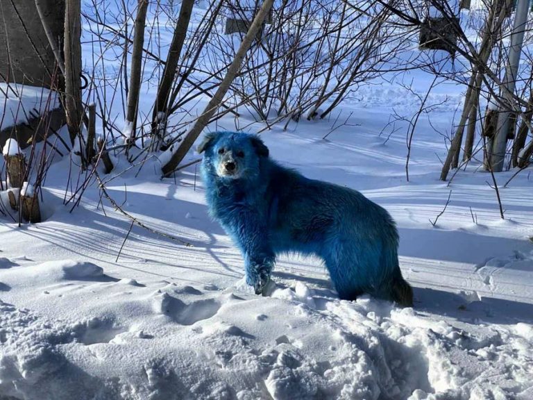 ФОТО: россиян шокировали синие собаки под Нижним Новгородом