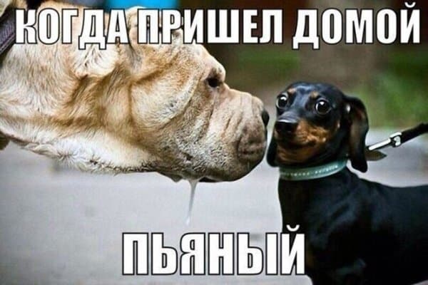 Пост алкогольного юмора на выходные и когда пришел домой пьяным