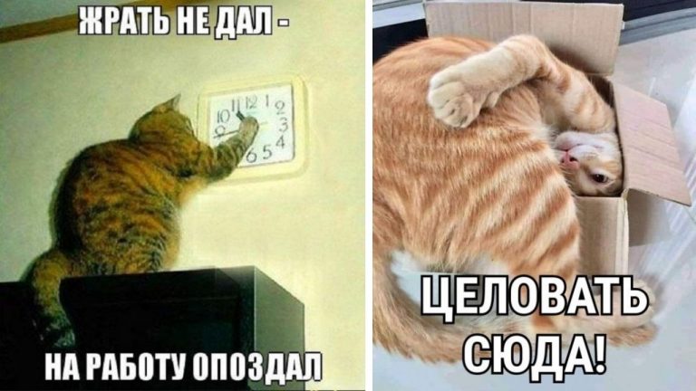 Когда на душе уже март — картинки с котами и надписями