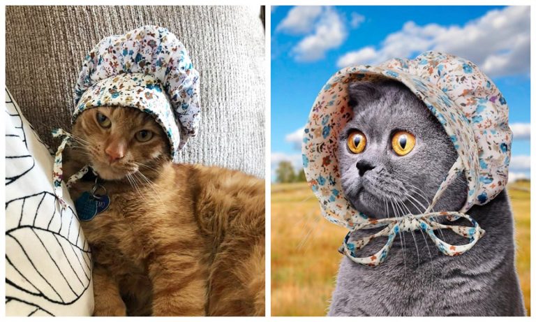 Шляпки для котиков —  последний модный тренд в мире домашних животных