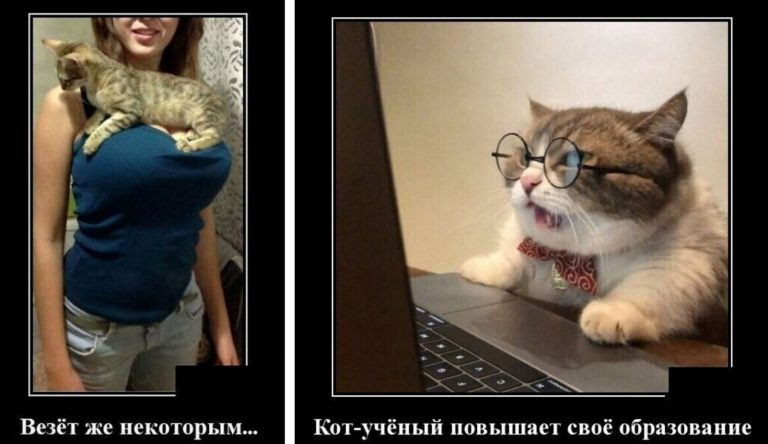 Образ кота в демотиваторах и почему некоторым мурлыкам везет больше чем вам
