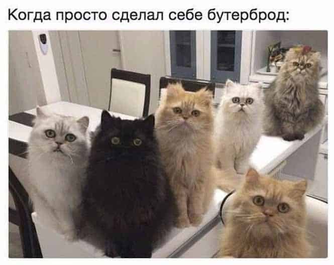 Сборище смешных картинок и российская пенза для ног