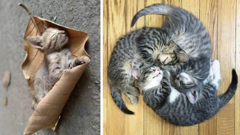 25 малышей-котят, которые настолько малы, что это заставляет наше сердце сжаться от умиления