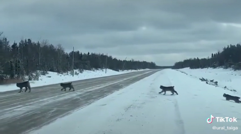 ВИДЕО: рысь переводит через дорогу в Прикамье 5 рысят