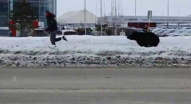 В российском городе за прохожими гонялся медведь и угодил под автобус (ВИДЕО)