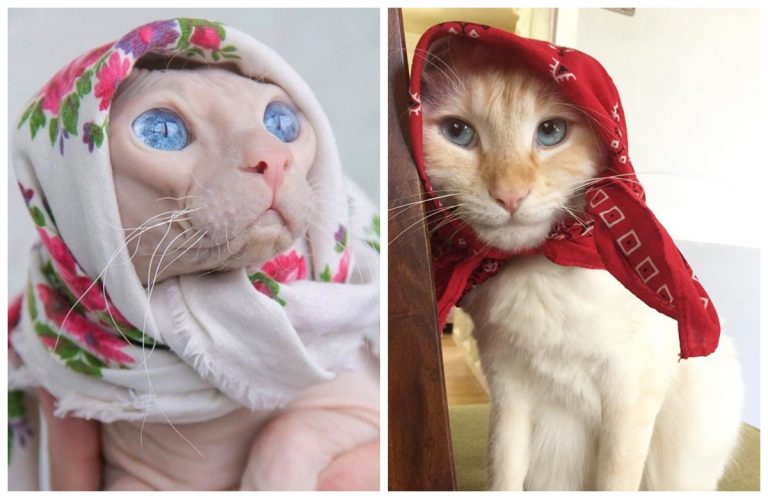 Бабушкины кошки, которым платочек к лицу (тьфу, то есть к усам!)
