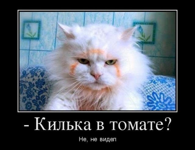 21 демотиватор с котиками на вечер
