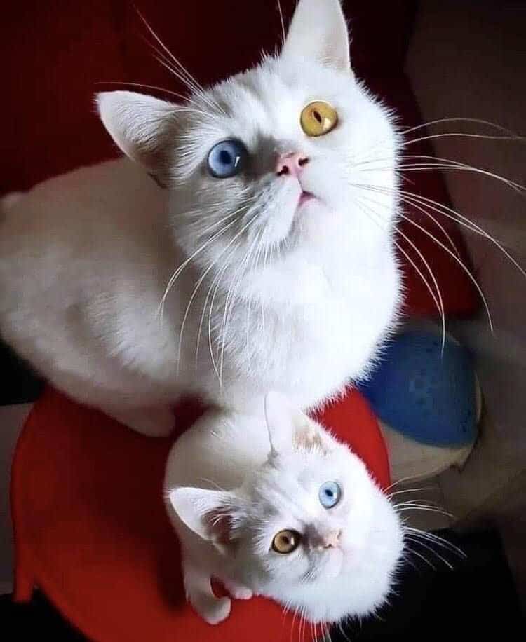 Бесподобная кошачья семейка и еще 19 фотографий, которые вы должны увидеть