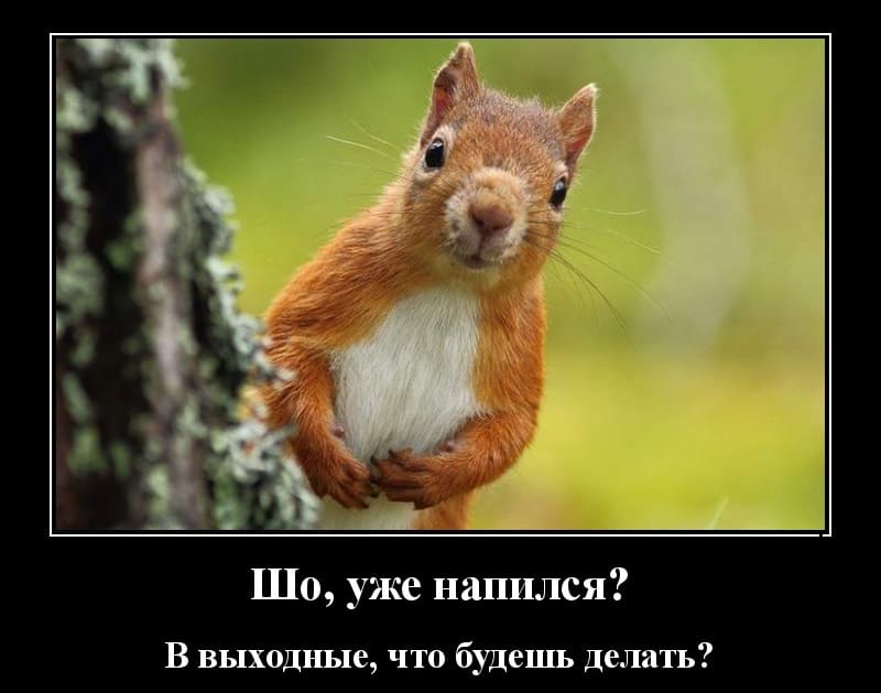 Демотиваторы на выходные и белочка уже тут