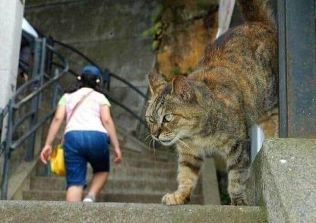 Снимки со сломанной перспективой, на которых не то, что вы думаете